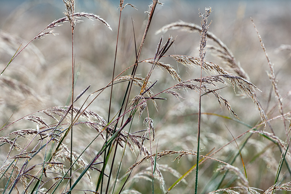 Blossom;Blossoms;Botanical;Calm;Dew;Droplets;Drops;Floweret;Flowering;Flowers;Flowers & Plants;Healing;Health care;Healthcare;Macro;Nature;Pastoral;Plant;Seed Head;Sunlight;Sunshine;Tan;Water;Water Drops;bloom;botanicals;dew drops;dewy;drop;flora;floral;flower;foliage;grass;green;leaves;oneness;peaceful;restful;serene;soothing;sunlit;tranquil;zen