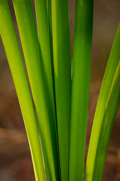 Abstract;Abstraction;Blossom;Blossoms;Botanical;Brown;Calm;Cattails;Close-up;Floweret;Flowering;Flowers;Flowers & Plants;Gold;Healing;Health care;Healthcare;Leaf;Line;Macro;Minimalism;Nature;Pastoral;Plant;Shape;Tan;bloom;botanicals;flora;floral;flower;foliage;grass;green;landscape;leaves;oneness;pattern;peaceful;plants;restful;serene;soothing;texture;tranquil;zen