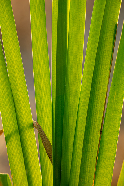 Abstract;Abstraction;Blossom;Blossoms;Botanical;Brown;Calm;Cattails;Close-up;Floweret;Flowering;Flowers;Flowers & Plants;Gold;Healing;Health care;Healthcare;Leaf;Line;Macro;Minimalism;Nature;Pastoral;Plant;Shape;Tan;bloom;botanicals;flora;floral;flower;foliage;grass;green;landscape;leaves;oneness;pattern;peaceful;plants;restful;serene;soothing;texture;tranquil;zen