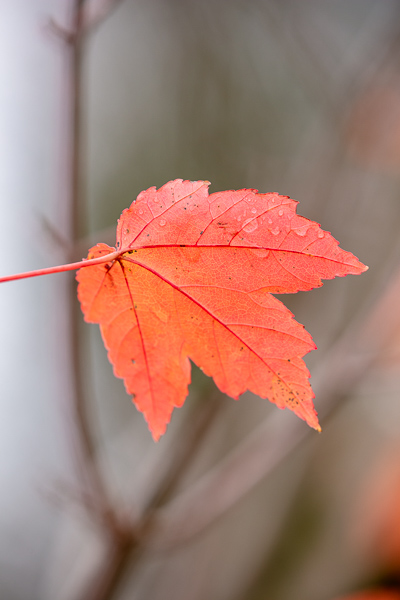 Autumn;Blossom;Blossoms;Botanical;Botanicals;Brown;Calm;Concepts;Fall;Floweret;Flowering;Flowers;Flowers & Plants;Healing;Health care;Healthcare;Leaf;Leaves;Minimalism;Nature;Oneness;Pastoral;Plant;Wabi Sabi;bloom;flora;floral;flower;foliage;magenta;peaceful;plants;restful;serene;soothing;tranquil;zen