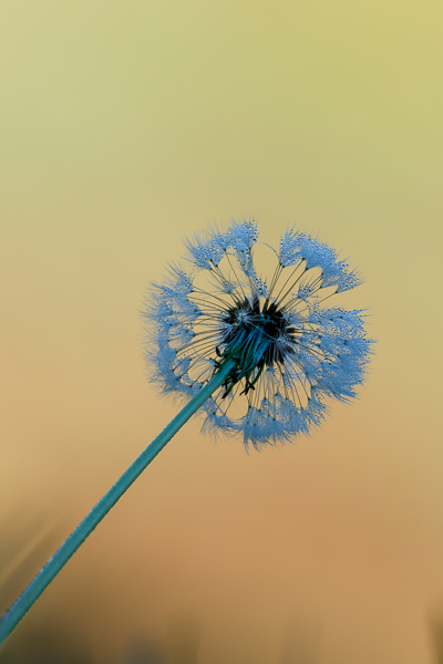 Blossom;Blossoms;Botanical;Botanicals;Calm;Concepts;Dandelion;Dew;Droplets;Drops;Floweret;Flowering;Flowers;Flowers & Plants;Gold;Healing;Health care;Healthcare;Macro;Minimalism;Nature;Oneness;Pastoral;Plant;Seed Head;Sunlight;Sunshine;Water;Water Drops;Yellow;bloom;color;dew drops;dewdrop;dewy;drop;flora;floral;flower;peaceful;plants;restful;serene;soothing;sunlit;tranquil;zen