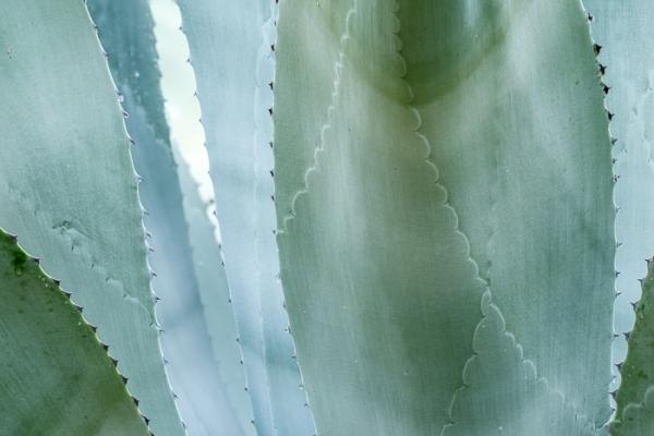Abstract;Abstraction;Agave;Botanical;Botanicals;Calm;Close-up;Healing;Health care;Healthcare;Leaf;Leaves;Line;Plant;Shape;Texas;United States;pattern;peaceful;plants;restful;serene;soothing;tranquil
