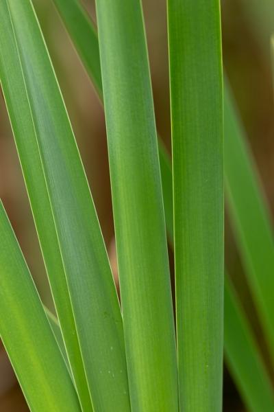 Blossom;Blossoms;Botanical;Botanicals;Brown;Calm;Cattails;Concepts;Cool Colors;Cool Palette;Cool Tones;Floweret;Flowering;Flowers;Flowers & Plants;Green;Greens;Healing;Health care;Healthcare;Leaves;Macro;Minimalism;Nature;Oneness;Pastoral;Plant;Tan;bloom;color;flora;floral;flower;foliage;peaceful;plants;restful;serene;soothing;tranquil;zen
