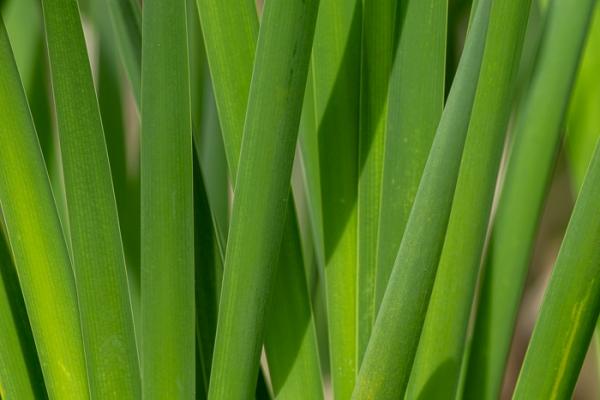 Blossom;Blossoms;Botanical;Botanicals;Brown;Calm;Cattails;Concepts;Cool Colors;Cool Palette;Cool Tones;Floweret;Flowering;Flowers;Flowers & Plants;Green;Greens;Healing;Health care;Healthcare;Leaves;Macro;Minimalism;Nature;Oneness;Pastoral;Plant;Tan;bloom;color;flora;floral;flower;foliage;peaceful;plants;restful;serene;soothing;tranquil;zen