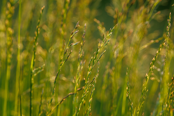 Blossom;Blossoms;Botanical;Botanicals;Calm;Concepts;Cool Colors;Cool Palette;Cool Tones;Floweret;Flowering;Flowers;Flowers & Plants;Green;Greens;Healing;Health care;Healthcare;Macro;Minimalism;Nature;Oneness;Pastoral;Plant;Seed Head;Sunlight;Sunshine;Wabi Sabi;Yellow;bloom;color;flora;floral;flower;foliage;grass;peaceful;plants;restful;serene;soothing;sunlit;tranquil;zen