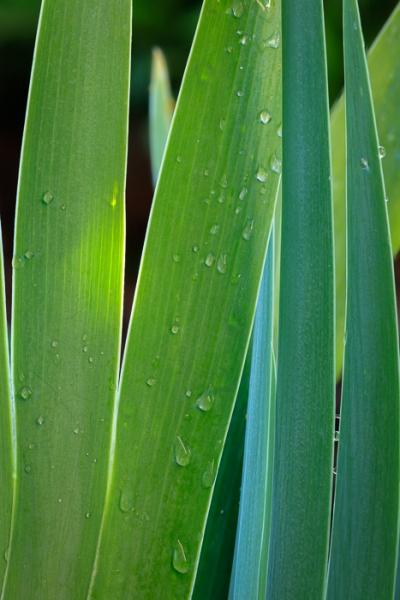 Abstract;Abstraction;Biophilic;Bloom;Blossom;Blossoms;Botanical;Botanicals;Bud;Calm;Close-up;Concepts;Cool Colors;Cool Palette;Cool Tones;Design;Floweret;Flowering;Flowers;Flowers & Plants;Green;Greens;Healing;Health care;Healthcare;Leaf;Leaves;Line;Macro;Minimalism;Nature;Oneness;Pastoral;Petal;Plant;Shape;Sunlight;Sunshine;bloom;botanicals;color;flora;floral;flower;foliage;green;iris;oneness;pattern;peaceful;plants;restful;serene;soothing;sunlit;texture;tranquil;vegetation;zen