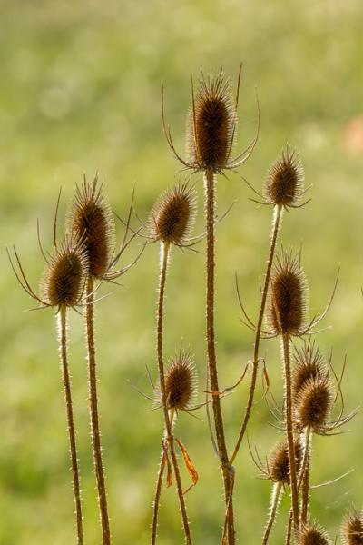 Biophilic;Blossom;Blossoms;Botanical;Botanicals;Brown;Calm;Concepts;Cool Colors;Cool Palette;Cool Tones;Floweret;Flowering;Flowers;Flowers & Plants;Green;Greens;Healing;Health care;Healthcare;Macro;Nature;Oneness;Pastoral;Plant;Seed Head;Sunlight;Teasel;biophilic design;biophilic interior design;bloom;color;flora;floral;flower;peaceful;plants;restful;serene;soothing;sunlit;tranquil