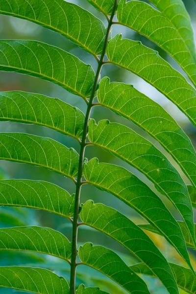 Abstract;Abstraction;Biophilic;Blossom;Blossoms;Botanical;Botanicals;Calm;Concepts;Cool Colors;Cool Palette;Cool Tones;Floweret;Flowering;Flowers;Flowers & Plants;Green;Greens;Healing;Health care;Healthcare;Herb;Leaf;Leaves;Line;Looking up;Macro;Minimalism;Nature;Oneness;Pastoral;Plant;Shape;Sunlight;Veins;Wabi Sabi;bloom;botanicals;color;flora;floral;flower;foliage;greenery;pattern;peaceful;plants;restful;serene;soothing;sunlit;texture;tranquil;vegetation;zen