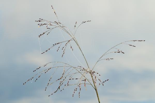 Biophilic;Blossom;Blossoms;Blue;Botanical;Botanicals;Brown;Calm;Cloud;Cloud Formation;Clouds;Concepts;Dew;Droplets;Drops;Eagle Marsh;Floweret;Flowering;Flowers;Flowers & Plants;Gold;Healing;Health care;Healthcare;Indiana;Looking up;Macro;Minimalism;Nature;Oneness;Pastoral;Plant;Seed Head;Sunlight;Sunshine;Tan;United States;Wabi Sabi;Water;Water Drops;biophilic design;biophilic interior design;bloom;color;dew drops;dewdrop;dewy;drop;flora;floral;flower;foliage;grass;peaceful;plants;restful;serene;sky;soothing;sunlit;tranquil;zen