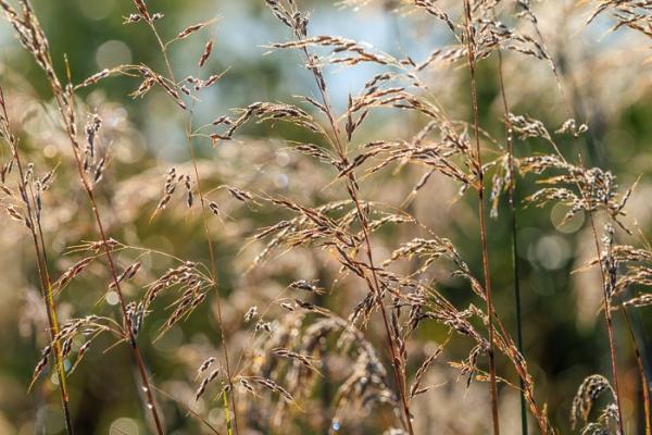 Biophilic;Blossom;Blossoms;Botanical;Botanicals;Brown;Calm;Concepts;Cool Colors;Cool Palette;Cool Tones;Dew;Droplets;Drops;Eagle Marsh;Floweret;Flowering;Flowers;Flowers & Plants;Gold;Green;Greens;Healing;Health care;Healthcare;Indiana;Looking up;Macro;Minimalism;Nature;Oneness;Pastoral;Plant;Seed Head;Sunlight;Sunshine;Tan;United States;Wabi Sabi;Water;Water Drops;biophilic design;biophilic interior design;bloom;color;dew drops;dewdrop;dewy;drop;flora;floral;flower;foliage;grass;peaceful;plants;restful;serene;soothing;sunlit;tranquil;zen