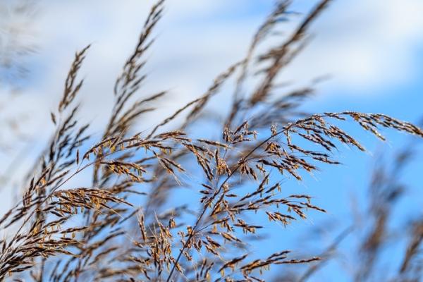 Biophilic;Blossom;Blossoms;Blue;Botanical;Botanicals;Brown;Calm;Cloud;Cloud Formation;Clouds;Concepts;Dew;Droplets;Drops;Eagle Marsh;Floweret;Flowering;Flowers;Flowers & Plants;Gold;Healing;Health care;Healthcare;Indiana;Looking up;Macro;Minimalism;Nature;Oneness;Pastoral;Plant;Seed Head;Sunlight;Sunshine;Tan;United States;Wabi Sabi;Water;Water Drops;biophilic design;biophilic interior design;bloom;color;dew drops;dewdrop;dewy;drop;flora;floral;flower;foliage;grass;peaceful;plants;restful;serene;sky;soothing;sunlit;tranquil;zen