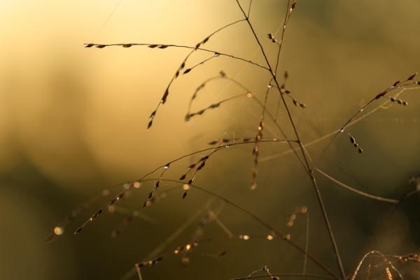 Biophilic;Blossom;Blossoms;Botanical;Botanicals;Break of Day;Brown;Calm;Concepts;Dew;Droplets;Drops;Floweret;Flowering;Flowers;Flowers & Plants;Gold;Healing;Health care;Healthcare;Henry Horton;Henry Horton State Park;Looking up;Macro;Minimalism;Nature;Oneness;Pastoral;Plant;Seed Head;State Park;Sun-up;Sunlight;Sunshine;Tan;Tennessee;United States;Wabi Sabi;Water;Water Drops;biophilic design;biophilic interior design;bloom;dawn;dawn';daybreak;dew drops;dewdrop;dewy;drop;flora;floral;flower;foliage;grass;morn;morning;peaceful;plants;restful;serene;soothing;sunlit;sunrise;sunup;tranquil;zen