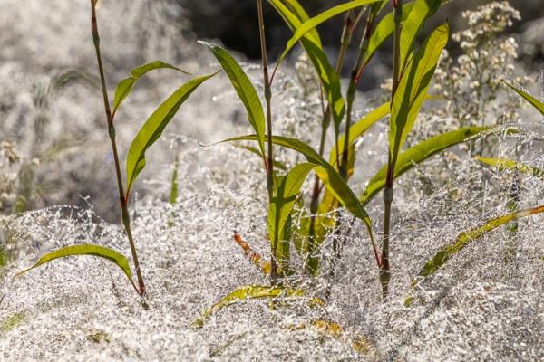 Biophilic;Blossom;Blossoms;Botanical;Botanicals;Calm;Concepts;Cool Colors;Cool Palette;Cool Tones;Dew;Droplets;Drops;First Light;Floral;Floweret;Flowering;Flowers;Flowers & Plants;Green;Greens;Healing;Health care;Healthcare;Henry Horton;Henry Horton State Park;Macro;Mist;Nature;Oneness;Pastoral;Plant;State Park;Sun-up;Sunlight;Sunshine;Tennessee;United States;Water;Water Drops;biophilic design;biophilic interior design;bloom;color;dawn;daybreak;dew drops;dewdrop;dewy;drop;flora;floral;flower;foliage;grass;landscape;morn;morning;peaceful;plants;restful;serene;soothing;sunlit;sunrise;sunup;tranquil;zen