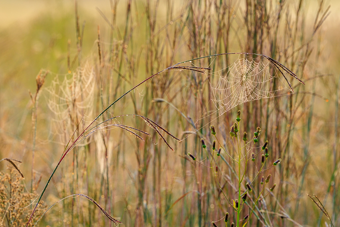 Backlit;Biophilic;Botanical;Botanicals;Calm;Concepts;Dew;Droplets;Drops;Fog;Healing;Health care;Healthcare;Macro;Minimalism;Mist;Natural;Nature;Oneness;Organic;Pastoral;Plant;Seed Head;Soft;Spider Web;SpiderWeb;Stem;Sun-up;Sunlight;Sunshine;Water;Water Drops;Wild;bokeh;calming;closeup;delicate;dew covered;dew drops;dewdrop;dewdrops;dewy;drop;field;foggy;fragile;golden;grass;haze;intricate;meadow;mist;misty;morn;morning;morning light;outdoors;peaceful;plants;quiet;restful;restorative;rural;seedheads;serene;soothing;summer;sunlit;sunrise;texture;tranquil;warm;warm light;web