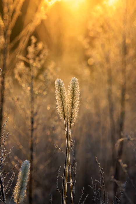 Biophilic;Blossom;Blossoms;Botanical;Botanicals;Brown;Calm;Close-up;Concepts;Floweret;Flowering;Flowers;Flowers & Plants;Gold;Healing;Health care;Healthcare;Henry Horton;Henry Horton State Park;Macro;Minimalism;Nature;Oneness;Pastoral;Plant;Seed Head;State Park;Sunlight;Sunshine;Tan;Tennessee;United States;Wabi Sabi;Yellow;biophilic design;biophilic interior design;bloom;botanicals;color;dawn;daybreak;flora;floral;flower;grass;morn;morning;peaceful;plants;restful;serene;soothing;sunlit;sunrise;sunup;tranquil