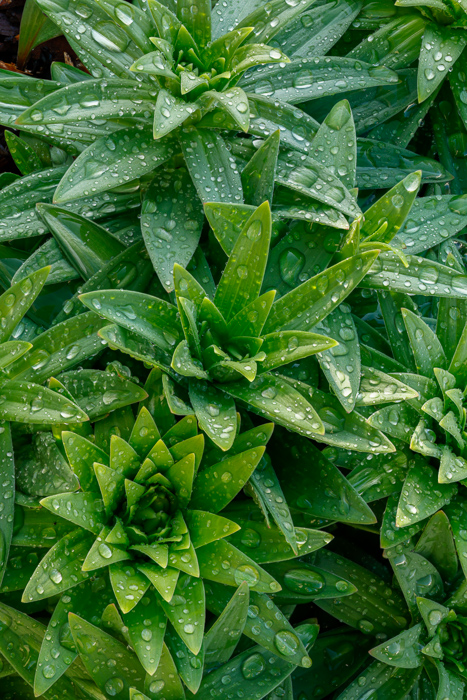 Biophilic;Blossom;Blossoms;Botanical;Botanicals;Calm;Concepts;Cool Colors;Cool Palette;Cool Tones;Dew;Droplets;Drops;Floweret;Flowering;Flowers;Flowers & Plants;Green;Greens;Healing;Health care;Healthcare;Leaf;Leaves;Macro;Nature;Oneness;Pastoral;Water;Water Drops;biophilic design;biophilic interior design;bloom;color;dew drops;dewdrop;dewy;drop;droplet;flora;floral;flower;foliage;peaceful;plants;restful;serene;soothing;tranquil;zen