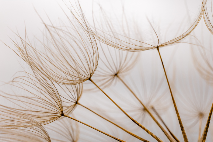Biophilic;Blossom;Blossoms;Botanical;Botanicals;Brown;Calm;Close-up;Concepts;Flora;Floral;Floweret;Flowering;Flowers;Flowers & Plants;Healing;Health care;Healthcare;Looking up;Macro;Minimalism;Nature;Oneness;Pastoral;Plant;Seed Head;Tan;Wildflower;Yellow Goatsbeard;biophilic design;biophilic interior design;bloom;flora;floral;flower;goatsbeard;peaceful;plants;restful;salsify;serene;soothing;tranquil;zen