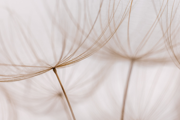 Biophilic;Blossom;Blossoms;Botanical;Botanicals;Brown;Calm;Close-up;Concepts;Flora;Floral;Floweret;Flowering;Flowers;Flowers & Plants;Healing;Health care;Healthcare;Looking up;Macro;Minimalism;Nature;Oneness;Pastoral;Plant;Seed Head;Tan;Wildflower;Yellow Goatsbeard;biophilic design;biophilic interior design;bloom;flora;floral;flower;goatsbeard;peaceful;plants;restful;salsify;serene;soothing;tranquil;zen