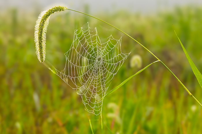 Beauty;Blade;Calm;Dew;Environment;Macro;Mist;Natural;Nature;Plant;Soft;Spider Web;blurred background;bokeh;bond;closeup;cobweb;delicate;dewcovered;dewdrops;field;foxtail;fragile;garden;grass;green;growth;meadow;morn;morning;morning light;outdoors;pattern;seasonal;serene;silk;spider;stillness;texture;web;wet