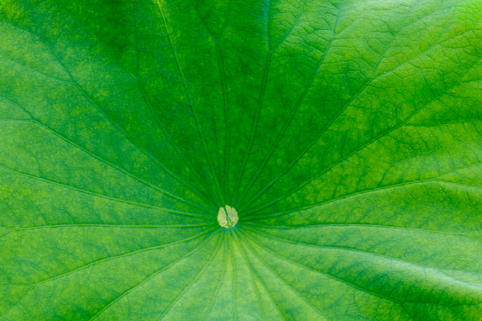 Abstract;Abstraction;Biophilic;Blossom;Blossoms;Botanical;Botanicals;Calm;Close-up;Concepts;Cool Colors;Cool Palette;Cool Tones;Floweret;Flowering;Flowers;Flowers & Plants;Green;Greens;Healing;Health care;Healthcare;Leaf;Leaves;Line;Macro;Minimalism;Nature;North Carolina;Oneness;Pastoral;Plant;United States;Veins;Water Lotus;bloom;calming;color;flora;floral;flower;pattern;peaceful;plants;restful;restorative;serene;soothing;texture;tranquil;zen