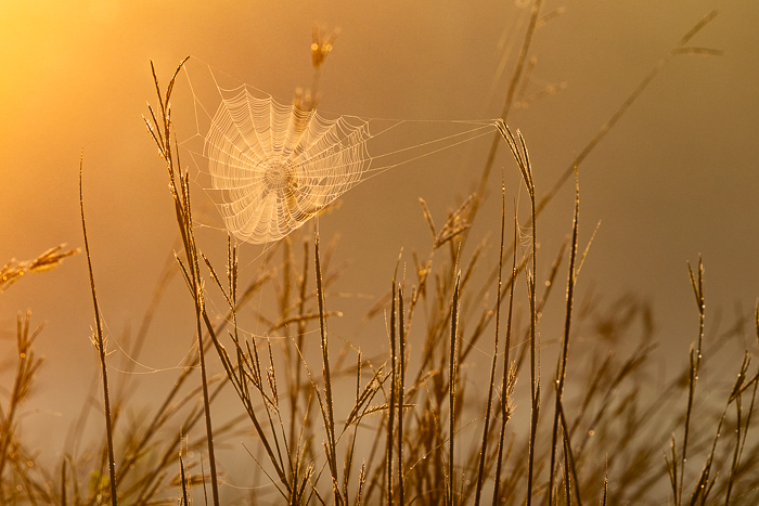 Backlit;Beauty;Calm;Close-up;Dew;Droplets;Environment;Macro;Mist;Natural;Nature;Spider Web;Sunlight;Tranquility;Wild;bokeh;cobweb;composition;delicate;field;fragile;golden;grass;meadow;minimal;moisture;morn;morning;morning dew;morning light;outdoors;pattern;peaceful;rural;serene;spider;spider silk;sunrise;symmetry;texture;web