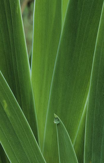 State Parks;Tennessee;Cedars Of Lebanon;Plants;Dew;Textures;Abstractions;Abstract