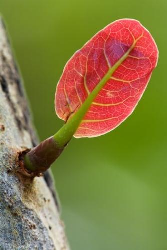 Patterns;Botanical;Leaves;Textures;Botanicals;botany;shrub;herb;greenery;Foliage;herbage;flora;Abstractions;Vegetation;Shapes;Vein;plants;plant;Leaf;Green;Abstract;Leafy