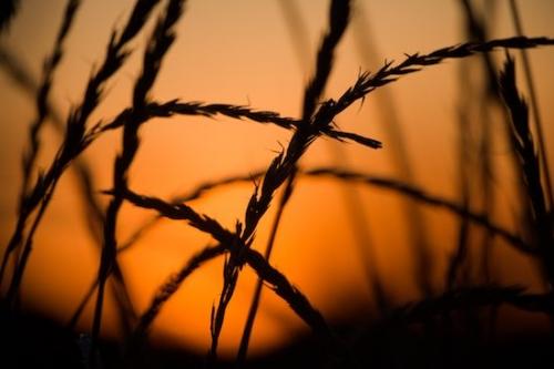 Sundown;greenery;Silhouette;botany;herb;Profile;Form;Seed;plants;Outline;Botanical;flora;Botanicals;herbage;Dusk;Contour;Grass;plant;Shadow;Sunset;Vegetation;shrub;Nightfall;Evening;Shape;Orange