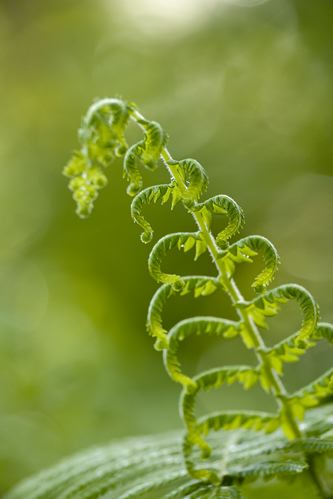 Florida;Homestead;Everglades National Park;botanical;plant;plants;botanicals;botany;vegetation;greenery;flora;herbage;herb;shrub;Textures;Shapes;Patterns;Abstractions;Abstract