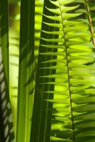 Botanicals;Vegetation;Abstract;Textures;plant;plants;Shapes;shrub;Patterns;Abstractions;greenery;herbage;flora;botany;herb;Botanical