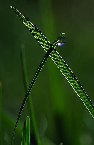 Abstract;Abstractions;Patterns;Shapes;Textures;Dew;Details;Water;Reflections;Drop;Moisture;Droplet;Morning;Bead;Dewey;Grass;Grassy