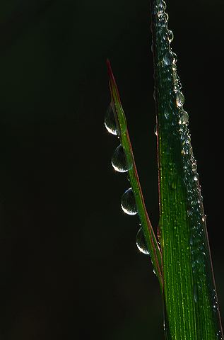 Abstract;Abstractions;Patterns;Shapes;Textures;Dew;Details;Water;Reflections;Drop;Moisture;Droplet;Morning;Bead;Dewey;Grass;Grassy