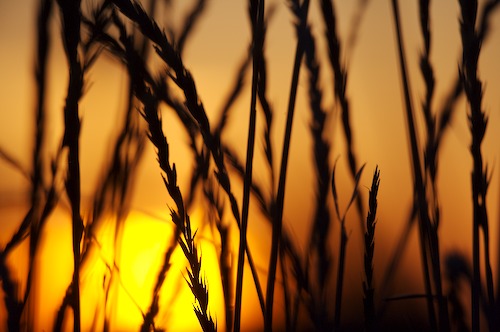 Abstract;Abstractions;botanical;botanicals;botany;Brown;close of day;dusk;evening;Evening;eventide;flora;Grass;greenery;herb;herbage;last Light;Orange;Patterns;plant;plants;Shadow;Shapes;shrub;Silhouette;Sky;sun;sunsert;sunset;Textures;vegetation;Yellow