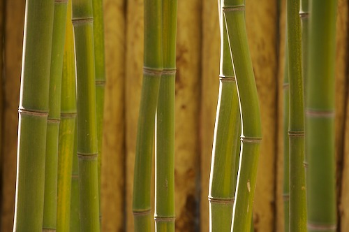 Abstract;Abstractions;botanical;botanicals;botany;Brown;flora;Green;greenery;herb;herbage;Patterns;plant;plants;Shapes;shrub;Tan;Textures;vegetation;Yellow;Botanical;Botanicals