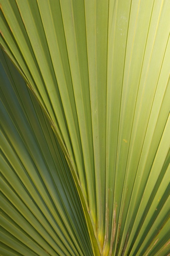 Abstract;Abstractions;botanical;botanicals;botany;flora;greenery;herb;herbage;Palmetto;Patterns;plant;plants;Shapes;shrub;Textures;tropical;vegetation