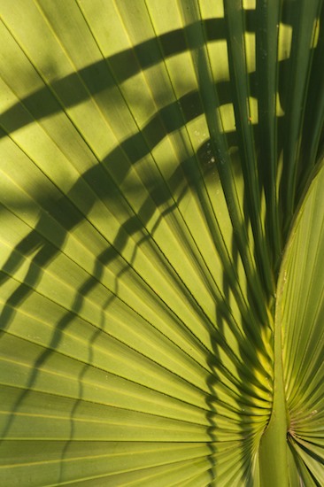 Abstract;Abstractions;Botanical;Botanicals;botany;flora;Green;greenery;herb;herbage;Palmetto;Patterns;plant;plants;Shapes;shrub;Textures;tropical;Vegetation