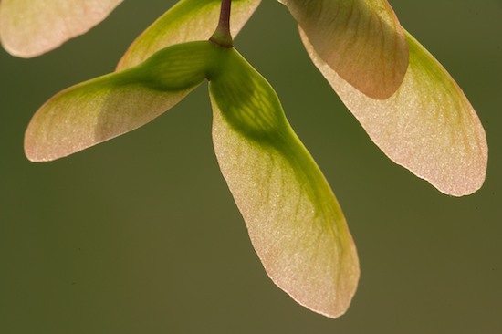 Botanical;Botanicals;botany;flora;Green;greenery;herb;herbage;plant;plants;Red;seeds;shrub;Spring;Vegetation;White;Yellow