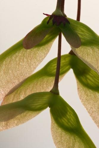 Tan;Yellow;Botanical;greenery;shrub;botany;herb;flora;White;herbage;plants;Red;Botanicals;plant;seeds;Spring;Green;Vegetation