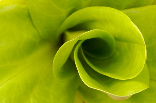 Abstract;Abstractions;botanical;botanicals;botany;flora;Green;greenery;herb;herbage;Patterns;plant;plants;Shapes;shrub;Textures;vegetation