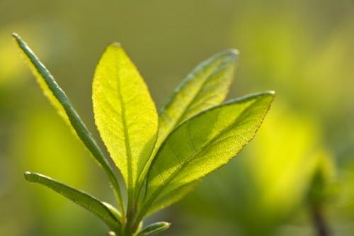 Botanical;Leaves;flora;botany;herbage;plants;Green;herb;shrub;Vegetation;greenery;Botanicals;plant;Spring
