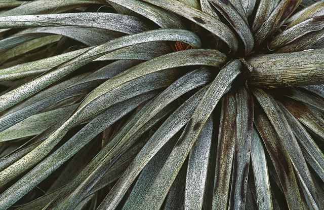 Abstract;Abstractions;Patterns;Shapes;Textures;Plants