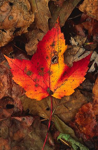 Plants;Botanical;Leaf;Leaves;Vegetation;Foliage;Veins;Compound;Leaflet;Abstract;Abstractions;Patterns;Shapes;Textures