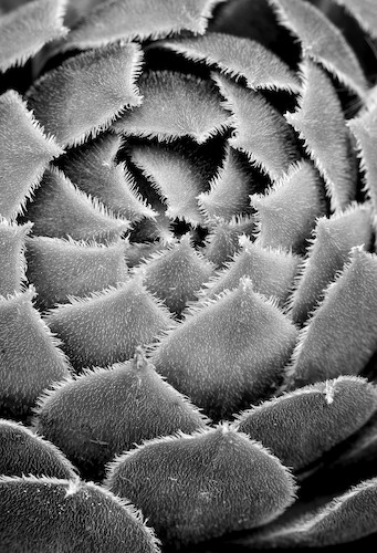 Abstract;Abstractions;Black and White;botanical;botanicals;botany;flora;greenery;herb;herbage;Patterns;plant;plants;Shapes;shrub;Textures;vegetation