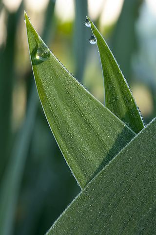 Dew;Details;Water;Abstract;Reflections;Drop;Moisture;Droplet;Morning;Bead;Dewey