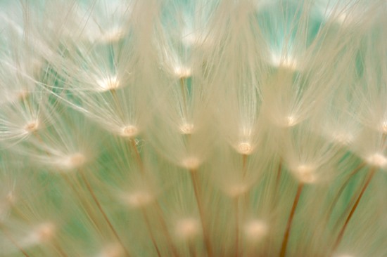 Abstract;Abstractions;Aqua;Beige;botanical;botanicals;botany;Brown;Dandelion;flora;greenery;herb;herbage;Patterns;plant;plants;Seed Head;Shapes;shrub;Tan;Teal;Textures;vegetation