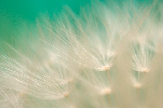 Abstract;Abstractions;Aqua;Beige;botanical;botanicals;botany;Brown;Dandelion;flora;greenery;herb;herbage;Patterns;plant;plants;Seed Head;Shapes;shrub;Tan;Teal;Textures;vegetation