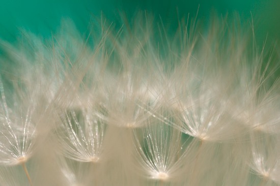 Abstract;Abstractions;Aqua;Beige;botanical;botanicals;botany;Brown;Dandelion;flora;greenery;herb;herbage;Patterns;plant;plants;Seed Head;Shapes;shrub;Tan;Teal;Textures;vegetation