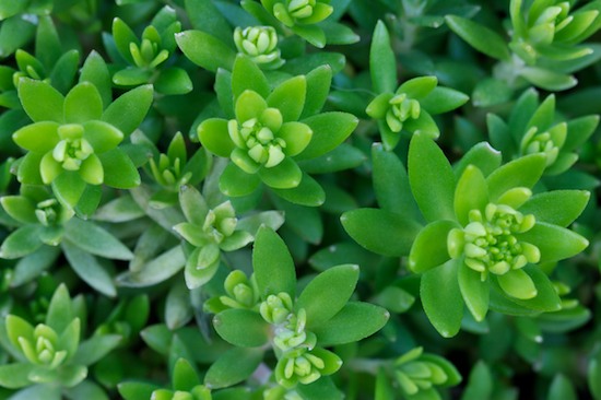 Botanical;Botanicals;botany;close up;flora;Foliage;Green;greenery;herbage;Leaf;Leafy;Leaves;plant;plants;shrub;SUCCULENT;tipped;Vegetation;Vein;White;Yellow