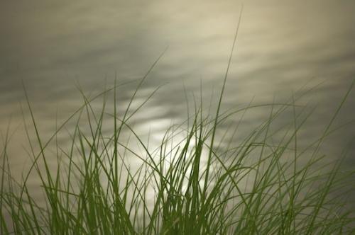 Shapes;Patterns;Pool;Reservoir;Lagoon;Lake;Abstract;Pond;Abstractions;Grass;Textures;Water
