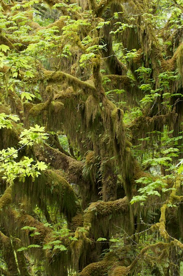 Abstract;Abstractions;Bark;Branch;Branches;Bush;Forest;Green;Herbaceous;Leafy;Moss;Patterns;Plant;Plants;Shapes;Shrub;Textures;Tree Trunk;Trees;Trunk;Woodland